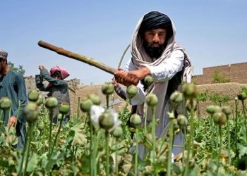 جنگ طالبان علیه مواد مخدر