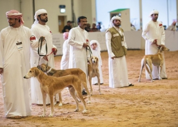 جشنواره سگ ها در عربستان